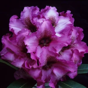 Rich Purple Rhododendron Plant - 1 Gallon Pot - Blooming Shrub