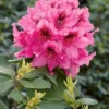 Rocket Rhododendron Plant - Pink Flowers, 1-3 Year Old, Gallon Pot Size