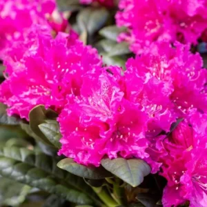 Rocket Rhododendron Plant - Pink Flowers, 1-3 Year Old, Gallon Pot Size