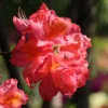 Rose Pink Rhododendron Plant - Gallon Pot - Vibrant Flowers