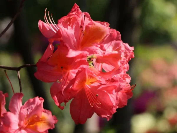 Rose Pink Rhododendron Plant - Gallon Pot - Vibrant Flowers