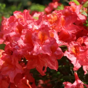 Rose Pink Rhododendron Plant - Gallon Pot - Vibrant Flowers