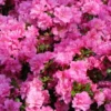 Rosebud Azalea Rhododendron Plant - Rosy-Pink Flowers, Gallon Pot Size, 1-3 Year Old Plant