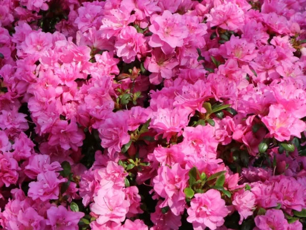 Rosebud Azalea Rhododendron Plant - Rosy-Pink Flowers, Gallon Pot Size, 1-3 Year Old Plant