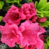 Rosy Magenta Red Rhododendron Plant - Gallon Pot - Flowering Shrub