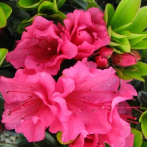 Rosy Magenta Red Rhododendron Plant - Gallon Pot - Flowering Shrub