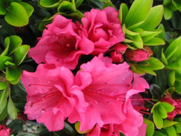 Rosy Magenta Red Rhododendron Plant - Gallon Pot - Flowering Shrub