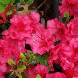 Rosy Magenta Red Rhododendron Plant - Gallon Pot - Flowering Shrub