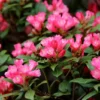 Rosy-Pink Rhododendron Plant - Gallon Pot Dwarf Rhododendron Garden Plant