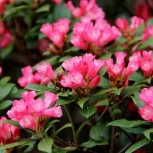 Rosy-Pink Rhododendron Plant - Gallon Pot Dwarf Rhododendron Garden Plant