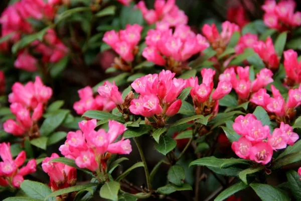 Rosy-Pink Rhododendron Plant - Gallon Pot Dwarf Rhododendron Garden Plant