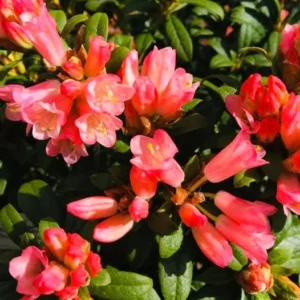 Rosy-Pink Rhododendron Plant - Gallon Pot Dwarf Rhododendron Garden Plant