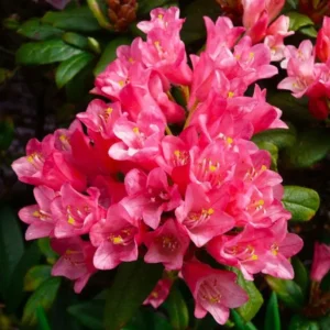 Rosy-Pink Rhododendron Plant - Gallon Pot Dwarf Rhododendron Garden Plant