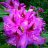 Royal Purple Rhododendron Plant - 1-3 Year Old - Gallon Pot - Purple Flowers