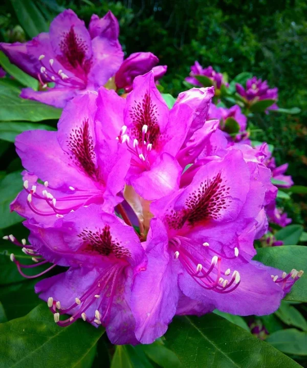 Royal Purple Rhododendron Plant - 1-3 Year Old - Gallon Pot - Purple Flowers