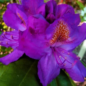 Royal Purple Rhododendron Plant - 1-3 Year Old - Gallon Pot - Purple Flowers