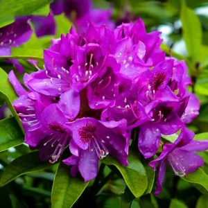 Royal Purple Rhododendron Plant - 1-3 Year Old - Gallon Pot - Purple Flowers