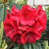Rubicon Rhododendron Plant - Red Flowers, 1 Gallon Pot, Blooming Shrub