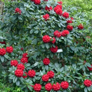 Rubicon Rhododendron Plant - Red Flowers, 1 Gallon Pot, Blooming Shrub