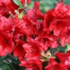 Ruby Hart Rhododendron Plant - Dark Red Flower Plant - 1 Gallon - Garden Accent