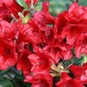 Ruby Hart Rhododendron Plant - Dark Red Flower Plant - 1 Gallon - Garden Accent