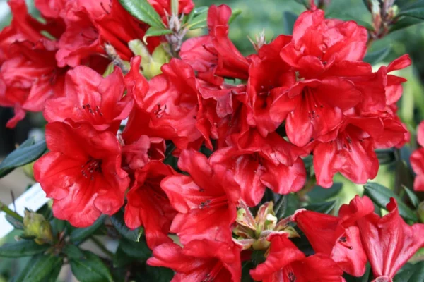Ruby Hart Rhododendron Plant - Dark Red Flower Plant - 1 Gallon - Garden Accent