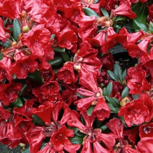 Ruby Hart Rhododendron Plant - Dark Red Flower Plant - 1 Gallon - Garden Accent