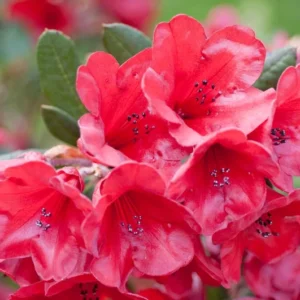 Ruby Hart Rhododendron Plant - Dark Red Flower Plant - 1 Gallon - Garden Accent