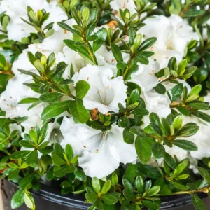 Gumpo White Rhododendron Plant - Gallon Pot - White Flowers - Dwarf Azalea
