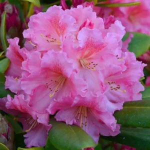 Salmon Color Rhododendron Plant - Gallon Pot Size - Ruffled Flowers