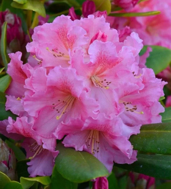 Salmon Color Rhododendron Plant - Gallon Pot Size - Ruffled Flowers