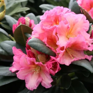 Salmon Color Rhododendron Plant - Gallon Pot Size - Ruffled Flowers