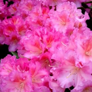 Salmon Color Rhododendron Plant - Gallon Pot Size - Ruffled Flowers