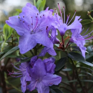 Sapphire Rhododendron Plant - Blue Flower Rhododendron - 1 Gallon - Vibrant Blooms