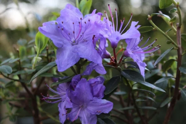 Sapphire Rhododendron Plant - Blue Flower Rhododendron - 1 Gallon - Vibrant Blooms