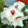 Sappho x Tweedy Bird Rhododendron Plant - Gallon Pot, White-Yellow Flowers