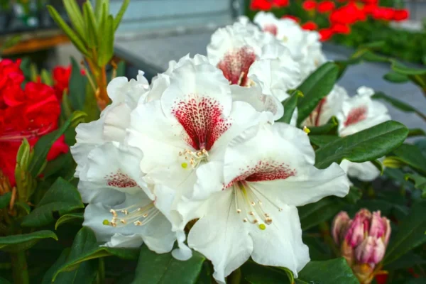 Sappho x Tweedy Bird Rhododendron Plant - Gallon Pot, White-Yellow Flowers