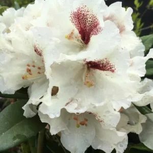 Sappho x Tweedy Bird Rhododendron Plant - Gallon Pot, White-Yellow Flowers
