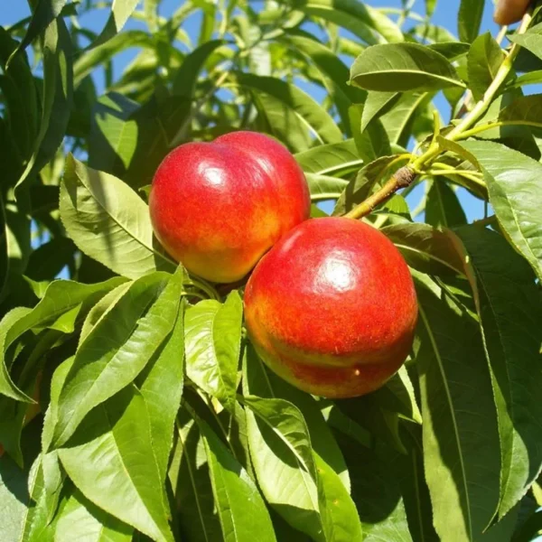 Semi Dwarf Fantasia Nectarine Tree - 3 Feet Bare Root Fruit Tree Live Plant