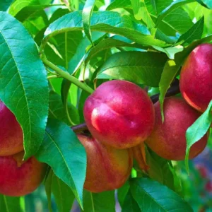 Semi Dwarf Fantasia Nectarine Tree - 3 Feet Bare Root Fruit Tree Live Plant