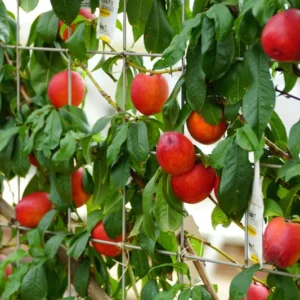 Semi Dwarf Fantasia Nectarine Tree - 3 Feet Bare Root Fruit Tree Live Plant