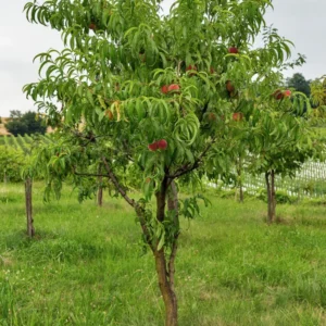 Semi Dwarf Fantasia Nectarine Tree - 3 Feet Bare Root Fruit Tree Live Plant