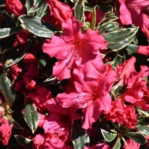Silver Sword Azalea Plant - White-Pink Rhododendron Flowers - 1 Gallon Pot