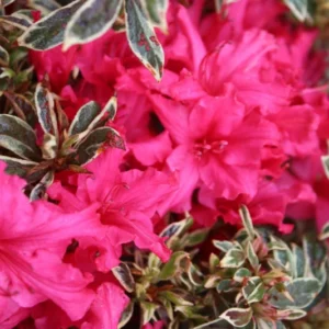 Silver Sword Azalea Plant - White-Pink Rhododendron Flowers - 1 Gallon Pot