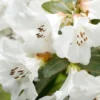 Snow Lady Rhododendron Plant: White Flowers, 1-3 Year Old, Gallon Pot Size. Early Blooming Rhododendron