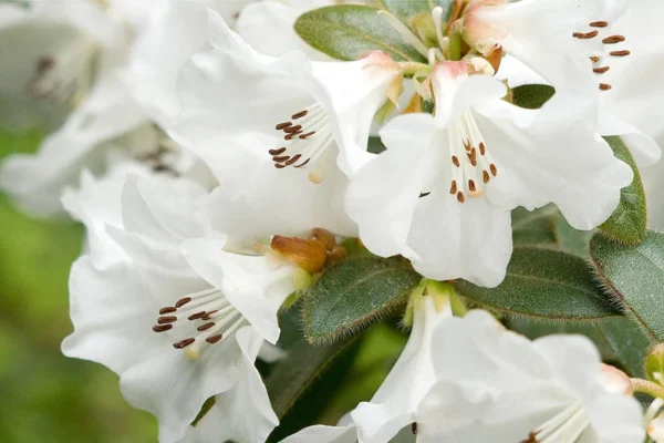 Snow Lady Rhododendron Plant: White Flowers, 1-3 Year Old, Gallon Pot Size. Early Blooming Rhododendron