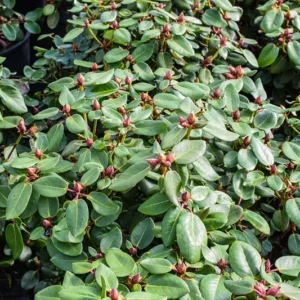 Snow Lady Rhododendron Plant: White Flowers, 1-3 Year Old, Gallon Pot Size. Early Blooming Rhododendron