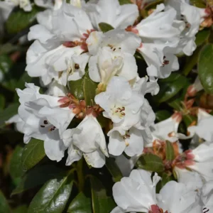 Snow Lady Rhododendron Plant: White Flowers, 1-3 Year Old, Gallon Pot Size. Early Blooming Rhododendron