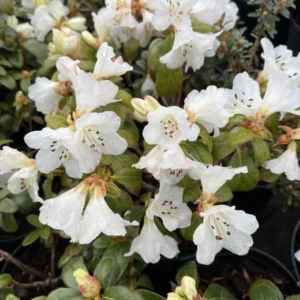 Snow Lady Rhododendron Plant: White Flowers, 1-3 Year Old, Gallon Pot Size. Early Blooming Rhododendron