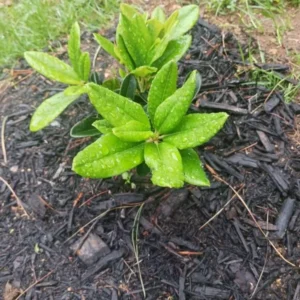 Rocket Rhododendron Plant - Pink Flowers, 1-3 Year Old, Gallon Pot Size